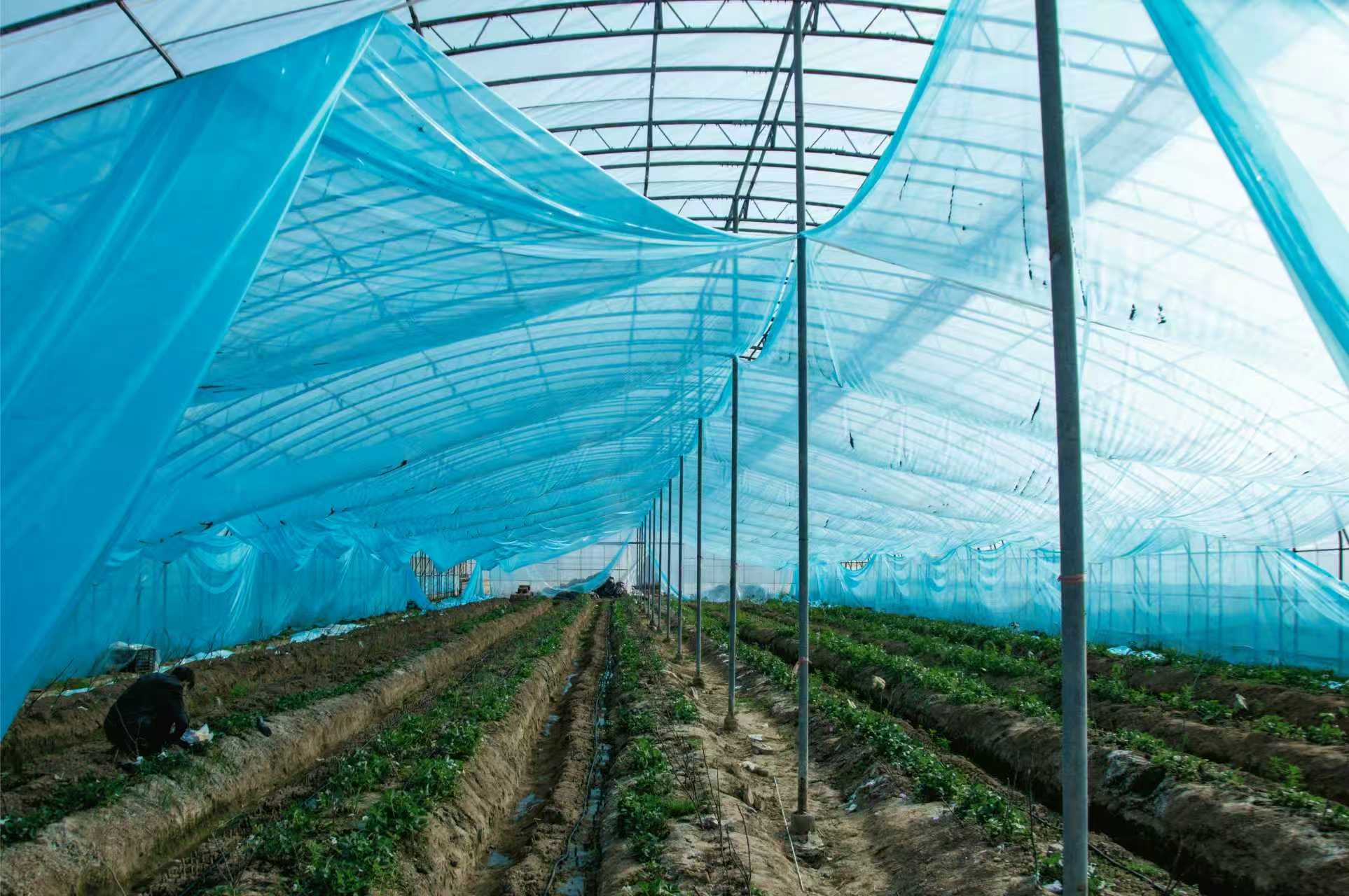 无花果种植基地4